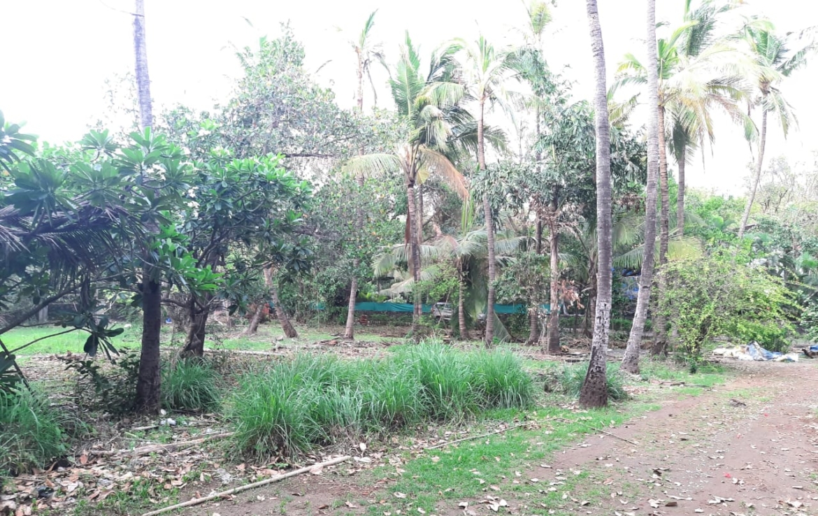 Sea Facing 16 Guntha Plot With Plantation At Saswane Alibaug Alibag Real Estate