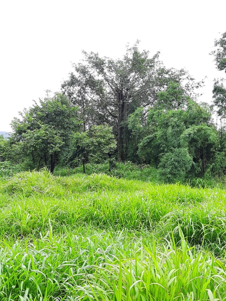 Lush Green 56 Guntha Farm Available In Awas Alibaug Alibag Real Estate
